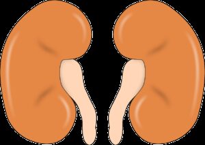 Kidney